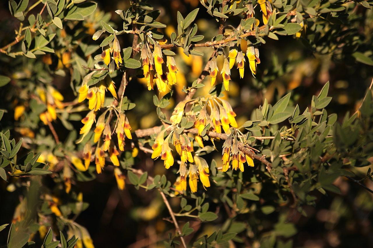 plant-7
