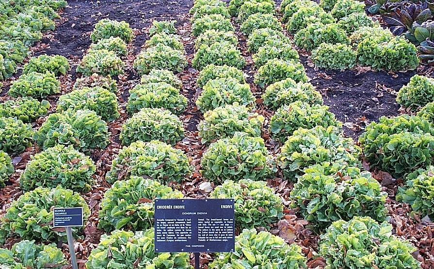 plant-1
