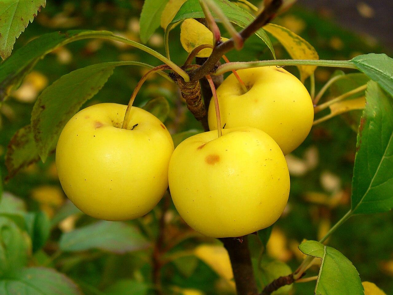 plant-2
