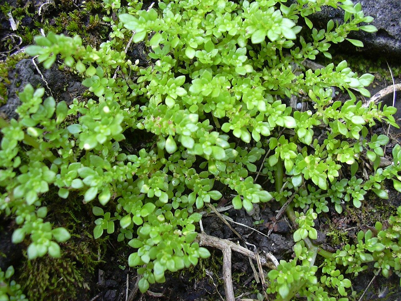 plant-5