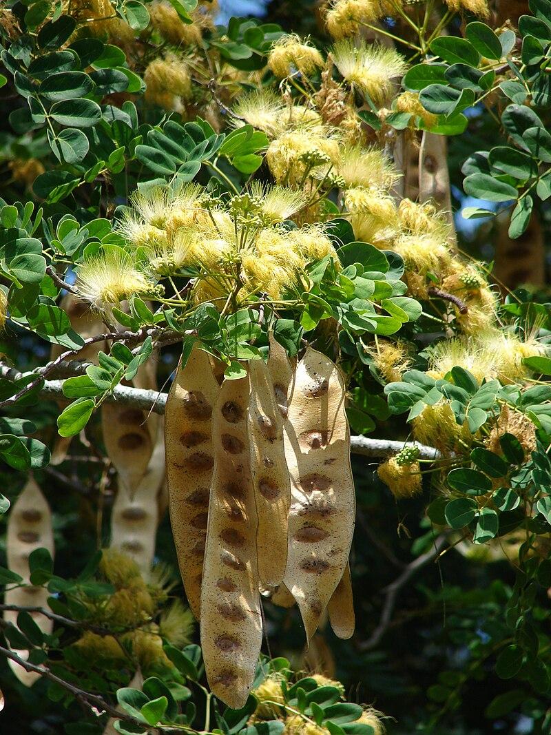 plant-3